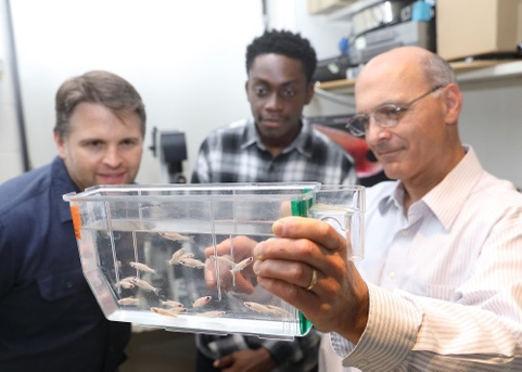 Dr. Brant Weinstein displays Zebra fish to two male observers in the lab.
