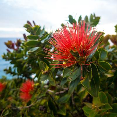 Red ‘Ohi’a lehua flower on native Hawaiian tree with ocean in the background